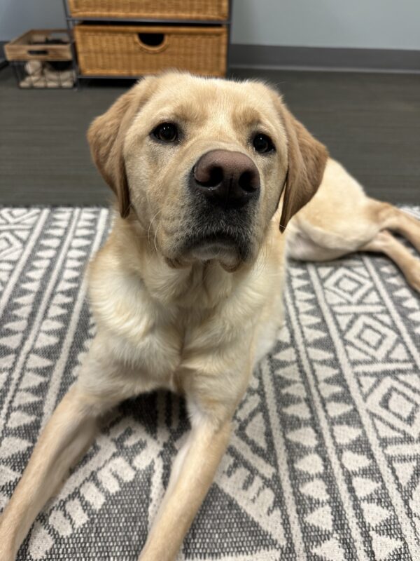 <p>Glimmer lays on a rug in the K9 Buddy office.  She looks eagerly at her handler off to the right of the frame.</p>