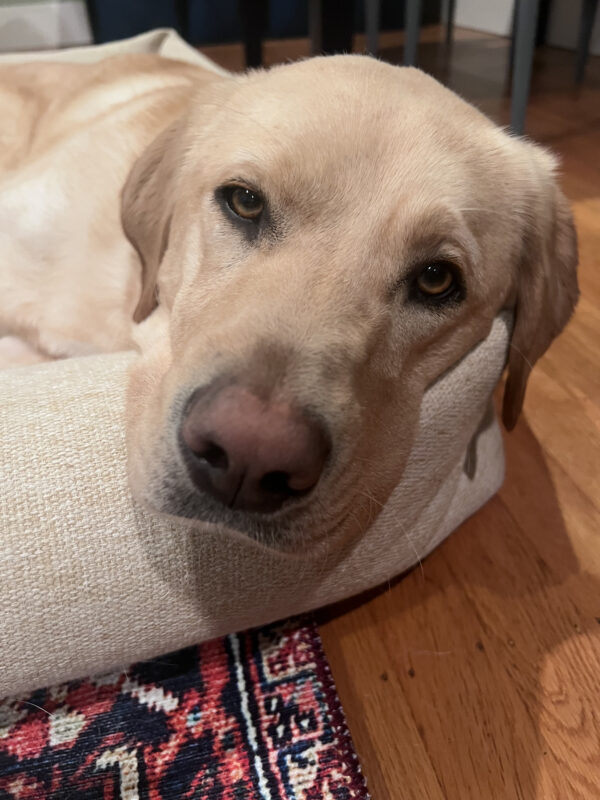 <p>Glimmer relaxes on a cream-colored dog bed in her foster home.  Her eyes look heavy as if she is about to fall asleep.</p>