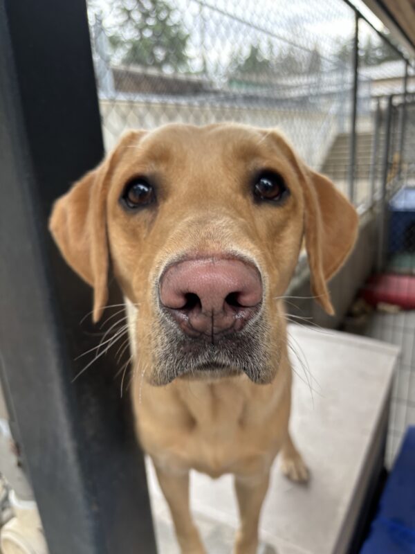 A yellow lab looks inquisitively into the camera at close range as she stands on a bin.  Behind her is a metal fence and a play area.