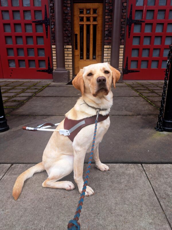 Yellow lab (Janessa) sits in harness in front of a old fire station. Red garage doors, brown door and black poles are in the background. She is looking towards the camera at a side angle.
