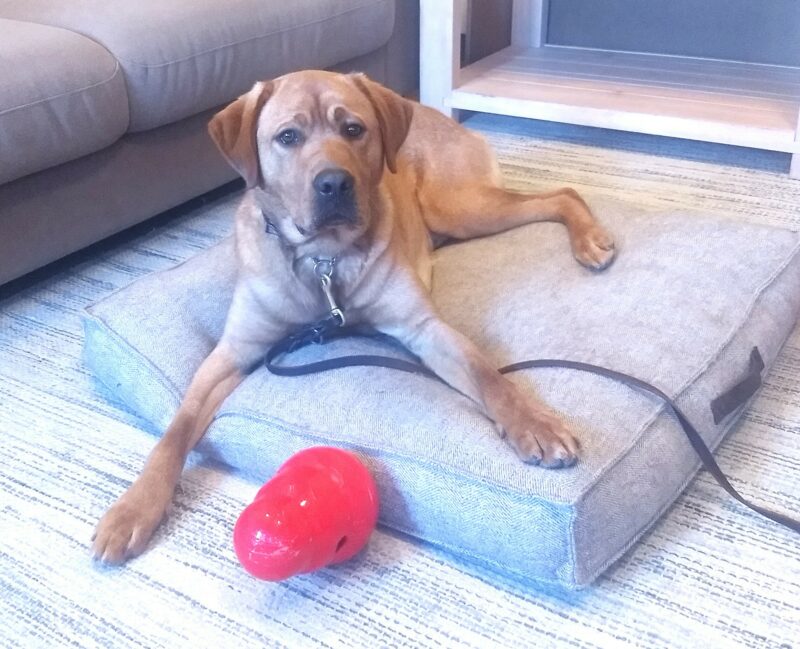 Jimmy is laying down on a big comfy dog bed in a living room setting. He is looking at the camera and there is a large red kong in front of him.