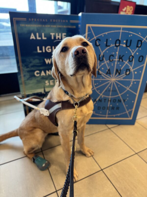 Female yellow lab, Kayla, looks into the camera sweetly. She is wearing her harness and two blue dog booties on her back feet. Behind her are two large display books.
