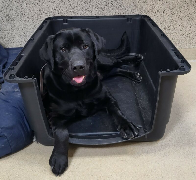 Newton is laying in a half crate, ( his favorite) and he is smiling up at the camera.
