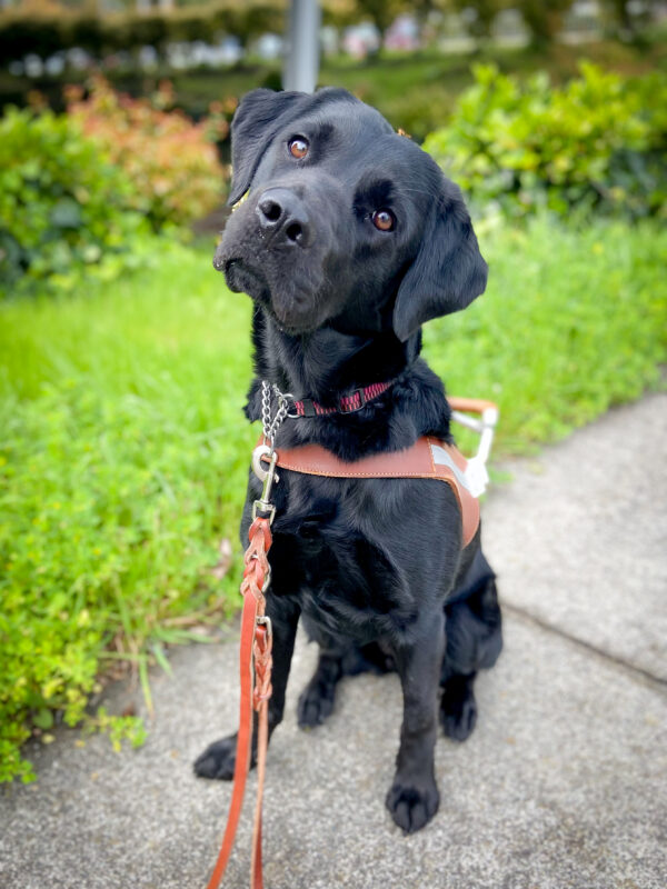 Roanna sits in harness on a path by green grass with her head tilted cutely at the camera