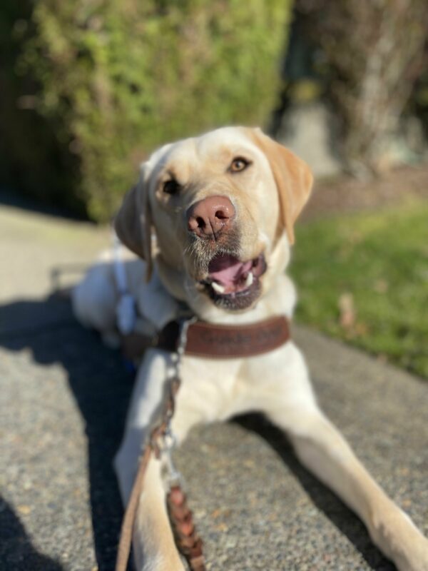 Female yellow lab, Fran, lays down on a sidewalk in her GDB harness. She looks at the camera with a slight head tilt and her mouth held open as if to say “Hey!”. Green foliage is out of focus in the background.