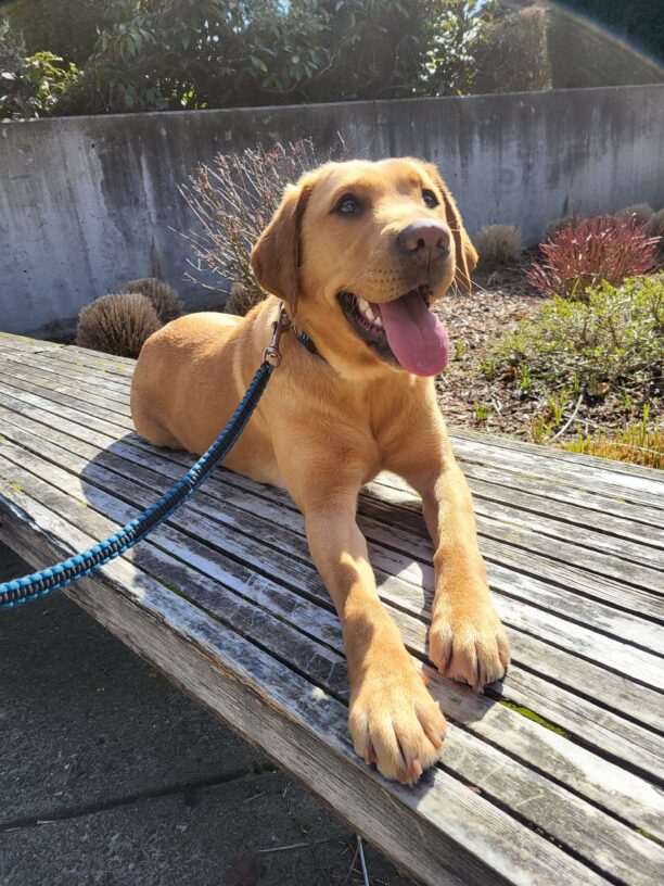 Gaelic is wearing a large happy smile.  She is lying on a wooden bench and enjoying the sunlight.