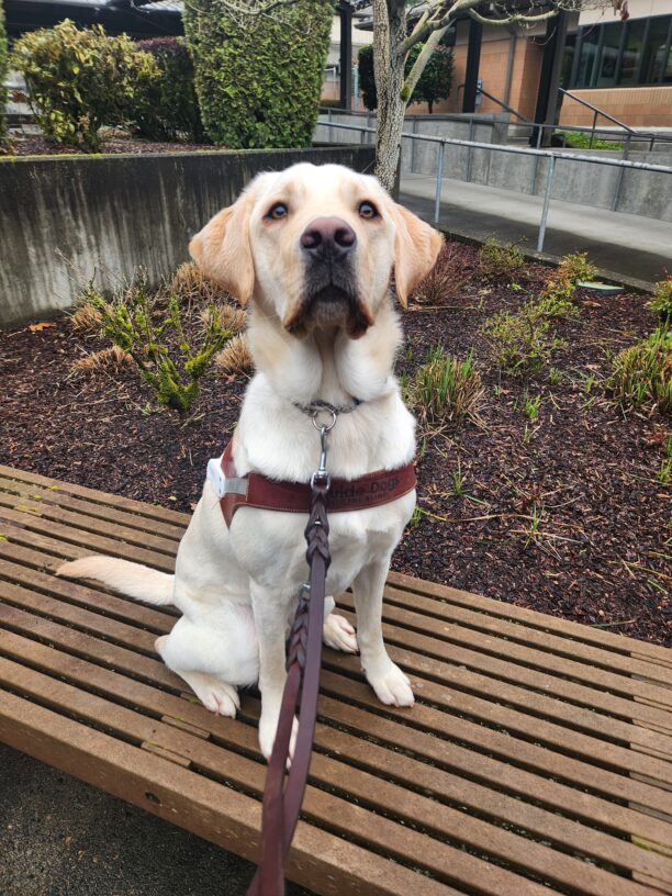 A yellow Labrador Retriever sits, in harness on a wooden bench on the Oregon campus. He is looking slightly above the camera with great focus as he awaits his kibble reward.