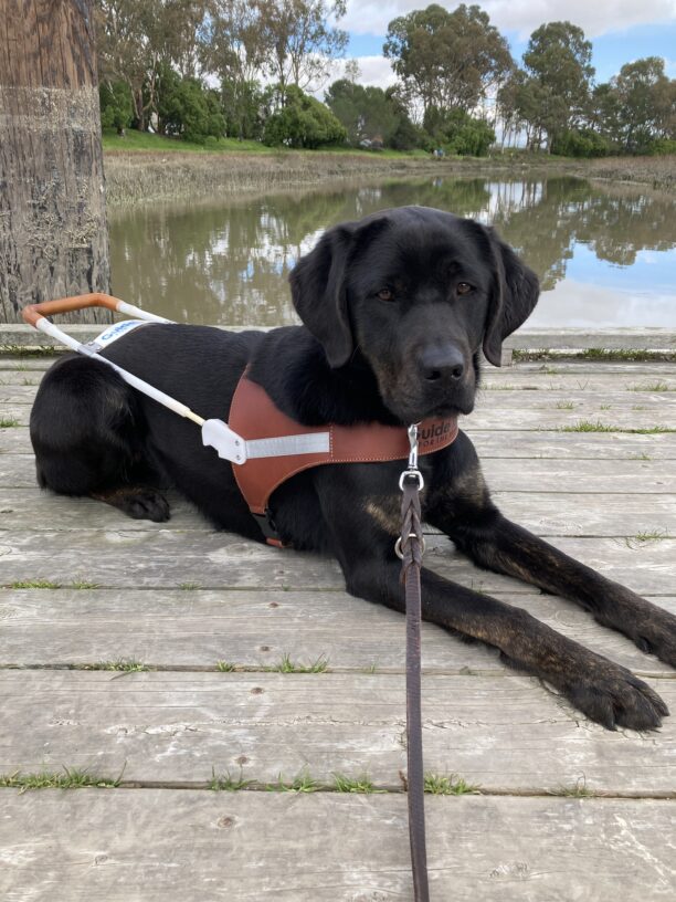 Genie is laying down in harness on a brown wooden dock. There is some water and trees behind her. She is looking forward to a long walk on the trail by the water. A nice break from the city streets and sidewalks.