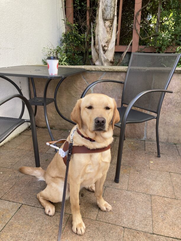 Fontaine is wearing her harness and sitting nicely in front of an outside black metal coffee shop table and chairs.