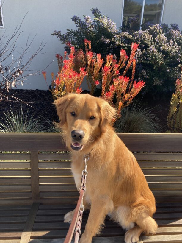 Male long coated Labrador Golden Retriever cross Nugget poses for a picture on campus. He sits on a bench with a building and bright red and purple flowers behind him. He is smiling at the camera.