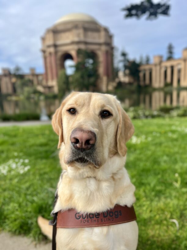 Fenway, a male yellow Labrador Retriever, is sitting while wearing his harness. Behind him is the Palace of Fine Arts which is located in San Francisco.