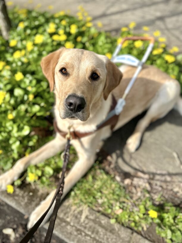 Short-coated Labrador x Golden Retriever cross Roman lies down amongst yellow flowers on the side of a sidewalk. He is wearing a leather guide dog harness and leash and is looking at the camera.