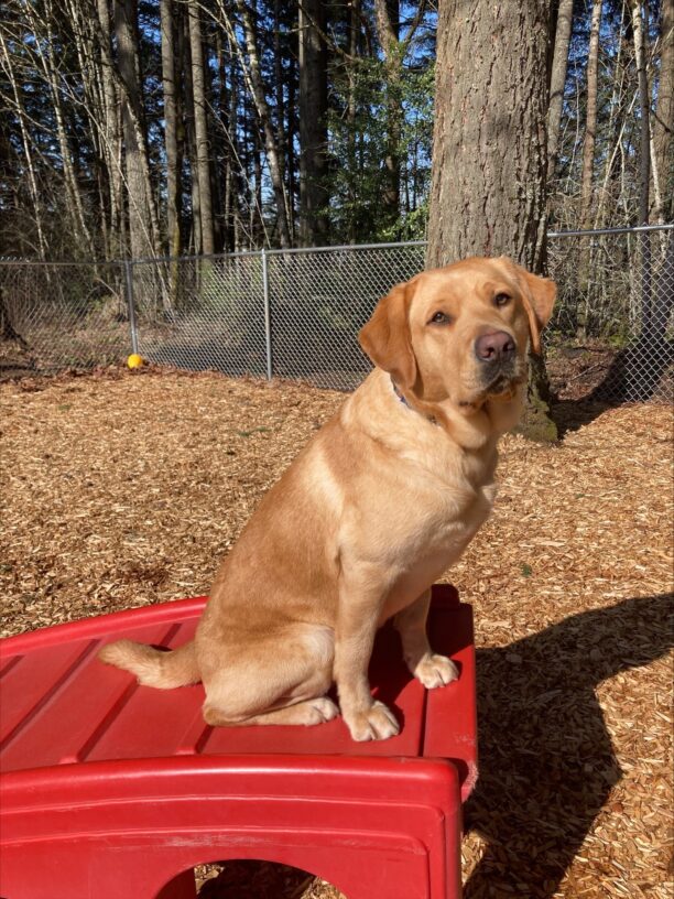 Gwendolyn, an adorable yellow lab is sitting on a red play structure in a free yard on the Oregon campus. Behind her is a forested area with lots of frees and bark chips. She is looking at the camera intently in anticipation of a snack.