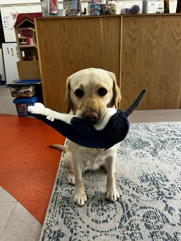 Yellow Lab Gabby sits on a carpet in a classroom holding a stuffed narwhal toy while looking at the camera with large eyes.