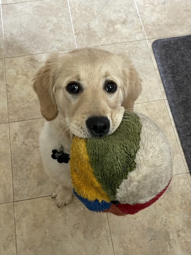 Yellow Lab/Golden cross Grace sits nicely and proudly shows off her large multi-colored stuffed ball toy.
