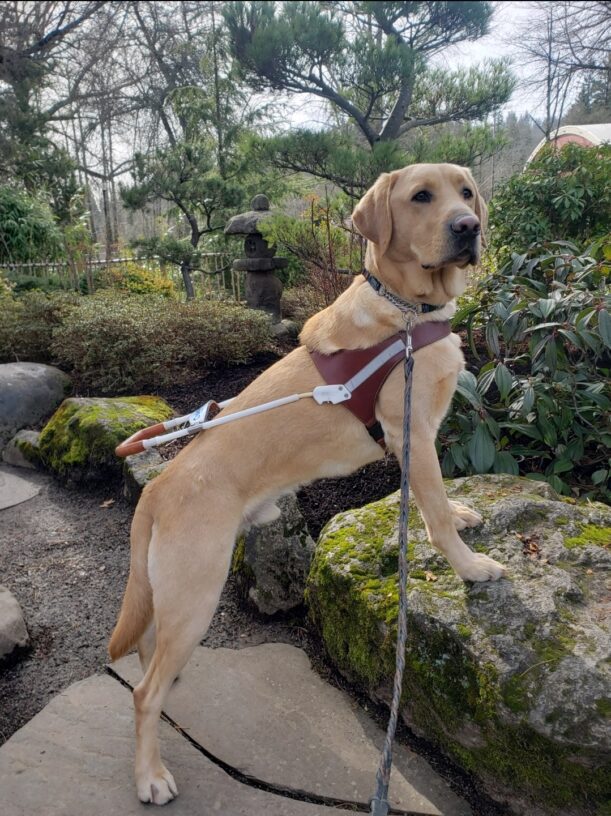 Yellow lab Alder perches he front feet atop a boulder while wearing his brown leather guide dog harness. Japanese garden scenery can be seen behind him.