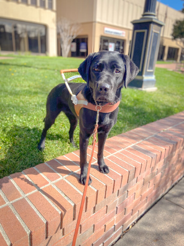 Cute black Lab Asia stands in harness with her back feet on the grass and front feet on a brick wall with city buildings behind her