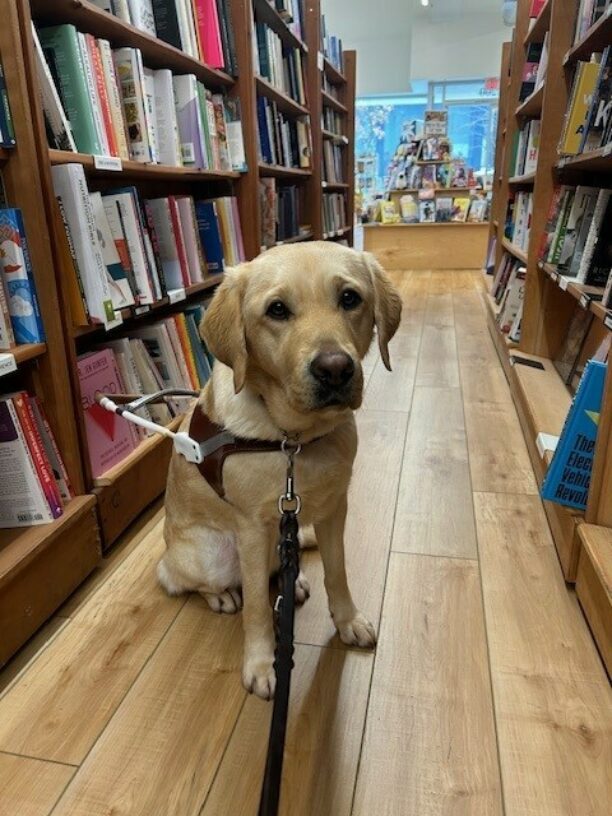 Barbara sits in a bookstore facing the camera and wearing her guide dog harness. She is in an aisle with bookshelves on either side of her and a pyramid display of books in the background.