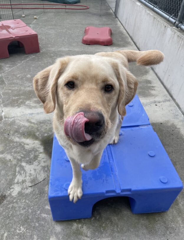 Yellow lab "Burrito" stands on a play structure while lifting one paw and licking his nose.