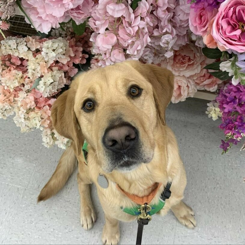 Yellow Lab Dorothy looks at the camera with soulful brown eyes as she sits surrounded by multicolored flowers.