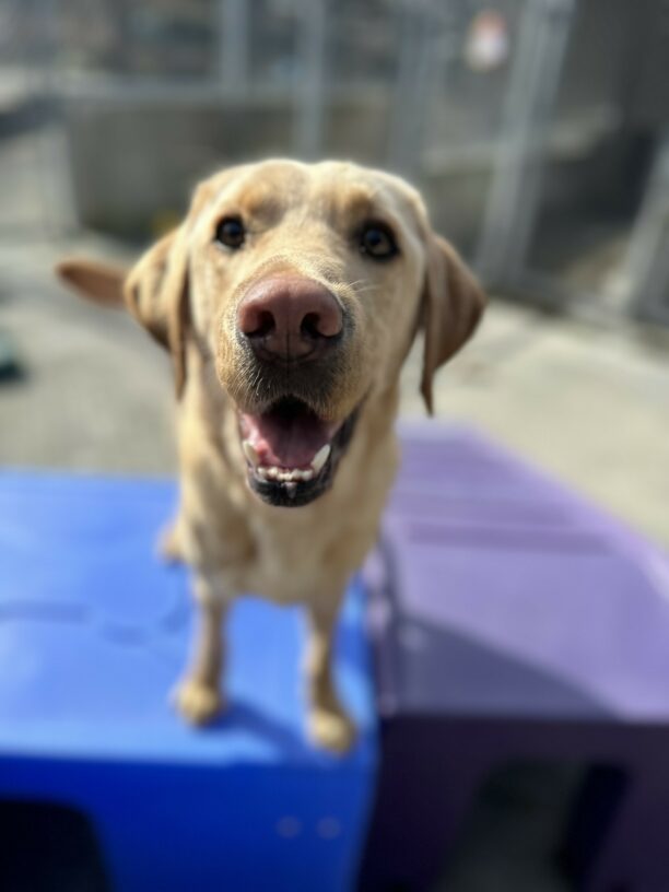 A male yellow lab, Flynn, stands on a blue plastic play structure. The camera is focused on his face which is looking straight on. The rest of the picture is blurred. Flynn is off-leash in a fenced in community run area.