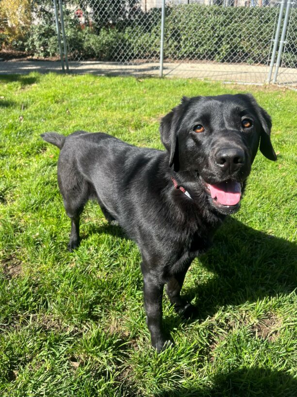 Gemstone is pictured standing, smiling at the camera, off-leash in  a large fenced-in courtyard located here on our GDB campus. She looks gleeful from playing and running as the sun shines down on her.