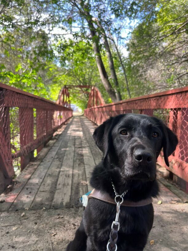 Gemstone is pictured sitting in harness, looking directly at the camera. There is a long red metal bridge behind her residing over a small stream. There are large green trees and a bright blue sky.