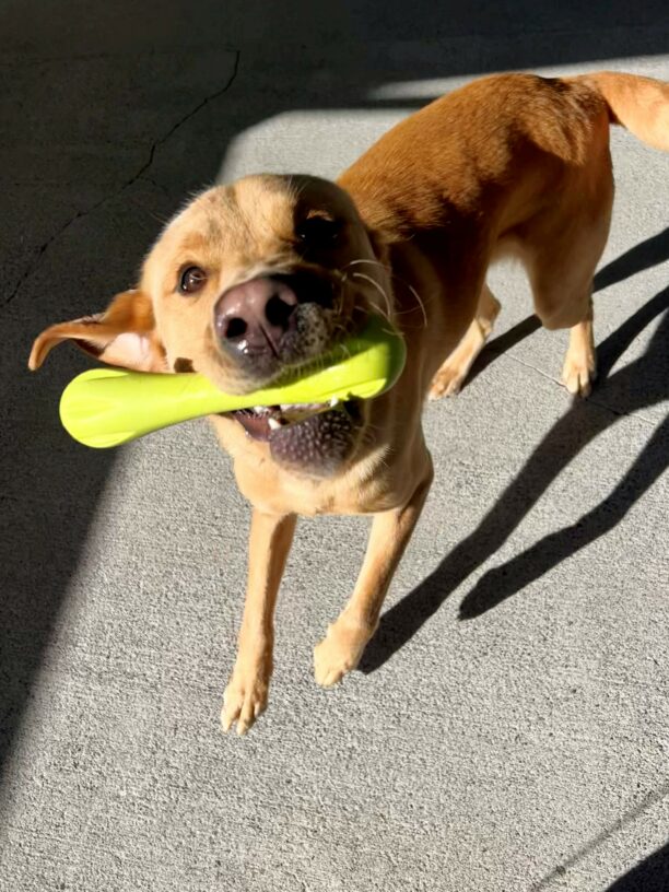 Groot holds a green Westpaw toy in his mouth while playing in community run. Some of his teeth are showing and his right ear is lifted up in the air.