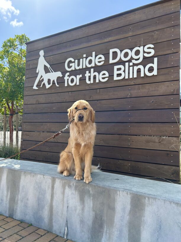 Male Golden Retriever Lager poses in front of a wooden sign bearing Guide Dogs for the Blind's logo. He is sitting looking at the camera and wearing a Gentle Leader.