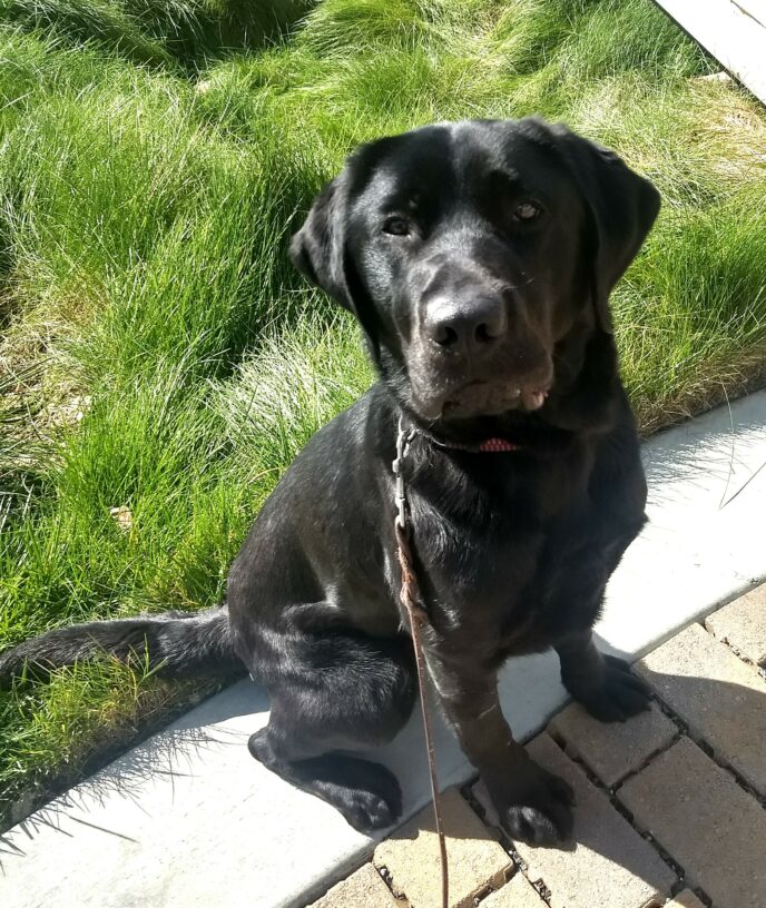 Black lab Neptune is sitting on a pathway in the sunshine, gazing up at the camera.