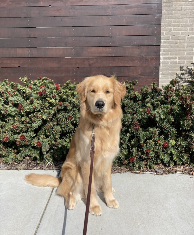 Long coated Labrador Golden Retriever cross Oakland poses for a picture on the California campus. He sits in front of a wooden wall and a bush with red flowers can be seen behind him.