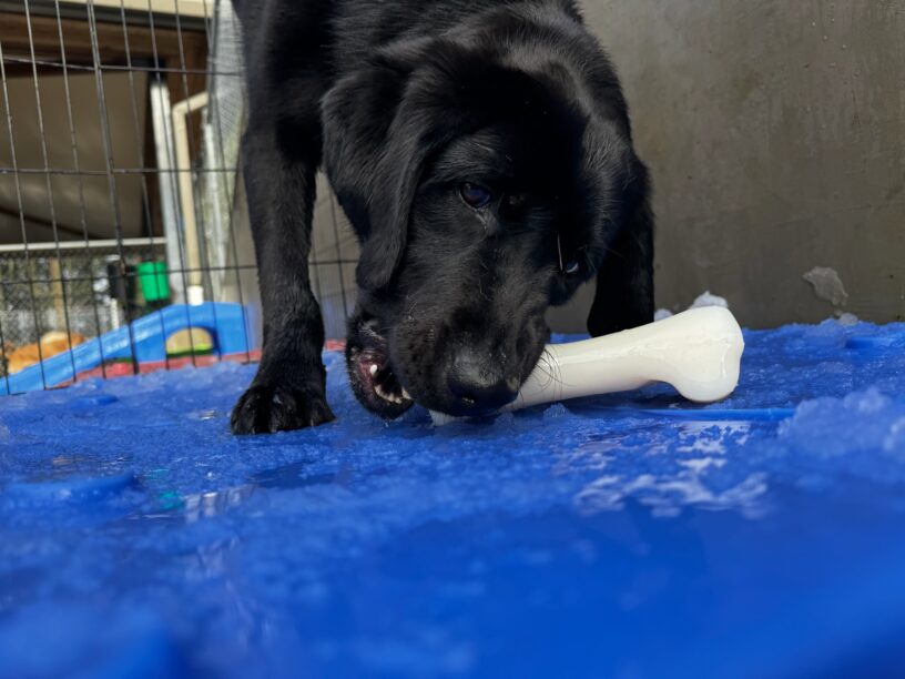 Rafa, a black lab, stands on a blue play structure in the community run area, which is covered in slushy snow. His head is down and he is chewing on a nylabone.