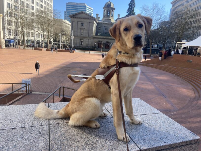 Yellow lab/golden cross, Rocket, sits proudly in his brown leather guide dog harness. He is posed on a cement wall with a large brick plaza and urban building environment behind and below him.
