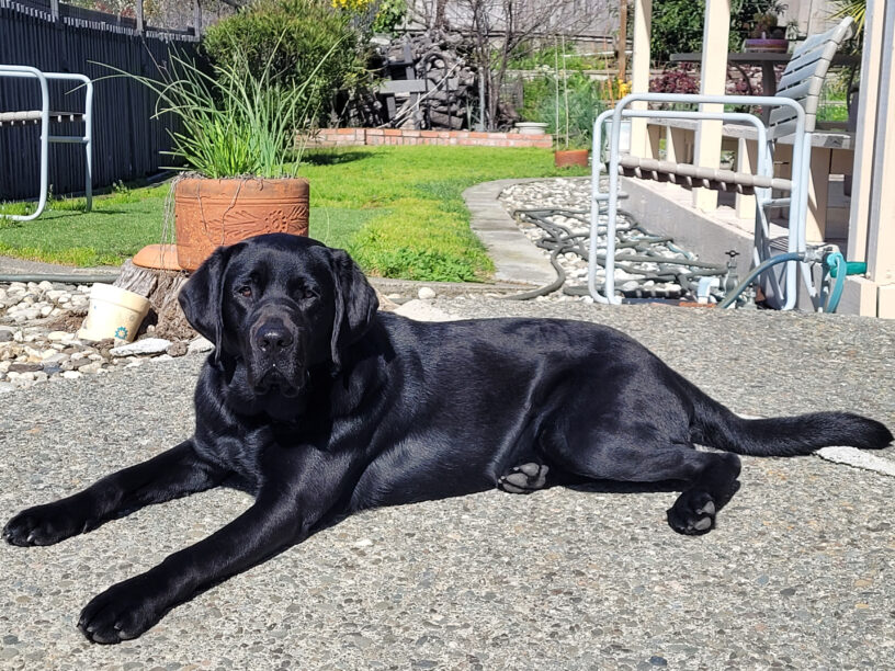 Shiny black Lab Grande lies on the sunny patio in the backyard of his sitter home