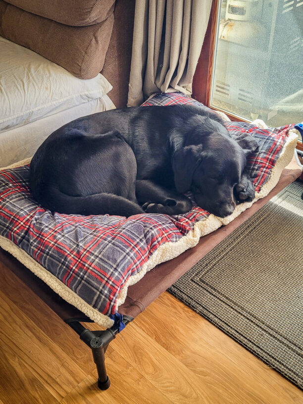Grande sleeps curled up on a red plaid dog bed in his sitter home
