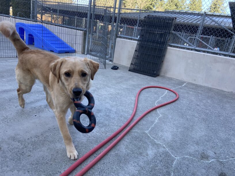 Yellow lab/golden cross Rocket takes a long stride across a cement play area. He holds a black and red figure 8 tug toy in his mouth, while a bright blue play structure can be seen behind him.