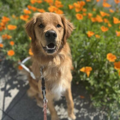 Nugget stares directly into the camera with a friendly gaze and his mouth parted open, giving the appearance of a smile. The camera is focused on his face with the background displaying blurred orange poppy flowers.