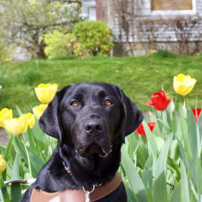Close up headshot of female black lab, Bryn.  She is looking towards the camera and wearing her leather harness.  In the background are colorful tulips in bloom.