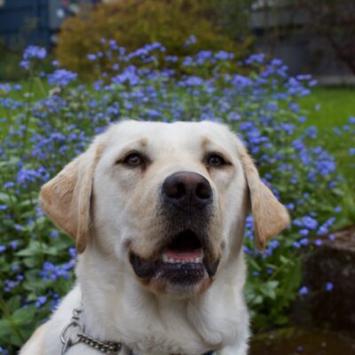 A close up headshot of Jenna, a female yellow lab, wearing her leather guide dog harness. She is looking eagerly towards the camera, her mouth slightly open, as though she is smiling.  In the background are vibrant blue flowers in bloom.