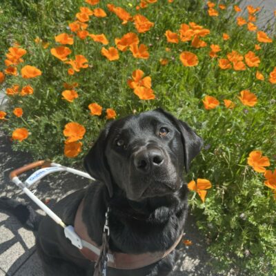Havana sits in her GDB harness while staring directly into the camera above her. In the background are bright orange poppy flowers.