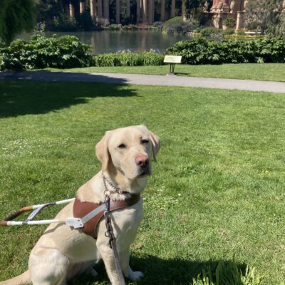 Emery sits in harness in front of the Palace of Fine Arts.