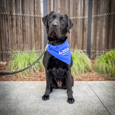 Black Lab Asia sits on concrete in front of a wooden fence and green plants. She is wearing a blue Breeder scarf.