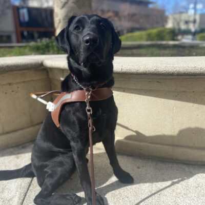 Black Lab Bailey sits in harness in front of a sunny cement planter in downtown San Rafael.