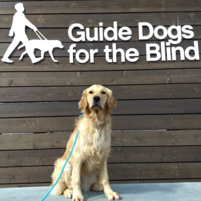Golden Retriever Catalina is sitting in front of Guide Dogs for the Blind sign on campus.