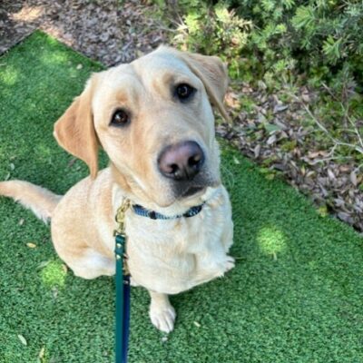 Emma sits on a patch of green turf. There is other foliage visible behind her. She is looking up at the camera with anticipation.