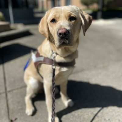 Fatima, a female golden colored yellow Labrador, sits on cement in her guide dog harness. She is looking at the camera with a soft and sweet expression.