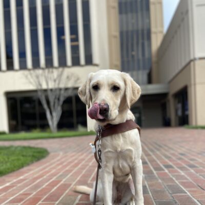 Yellow Lab Flo sits in harness on a brick pathway downtown, long tongue licking her nose adorably