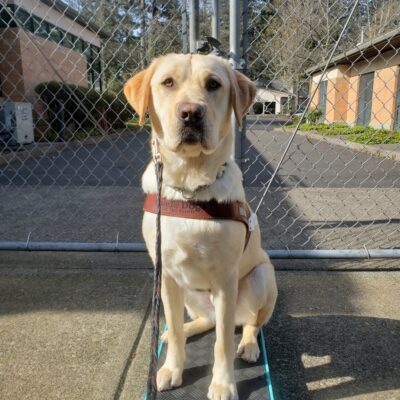 Cash is sitting while wearing his harness body on the Oregon Campus. He's looking at the camera and sitting on a CATO board, a helpful training tool.