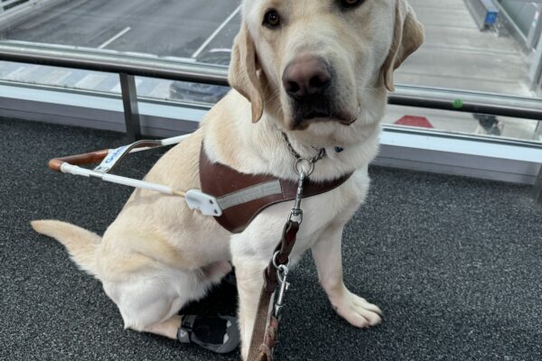 Kringle sits in harness on an airport sky bridge.