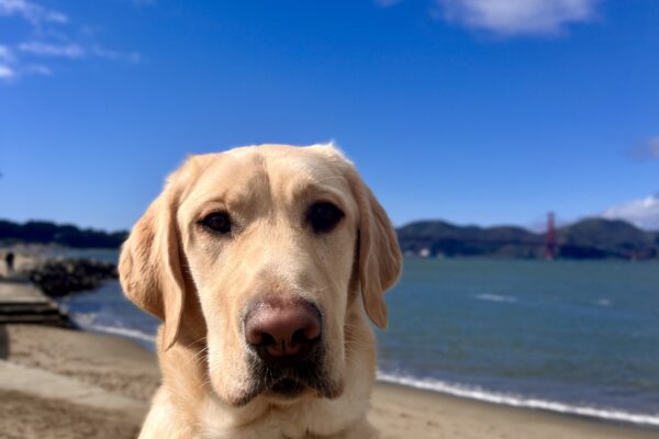 Fenway, a yellow Labrador Retriever, is sitting on a brick wall while wearing his harness. Behind him the San Francisco Bay is visible and a small beach with tan sand. The Golden Gate Bridge can also been seen at a distance.